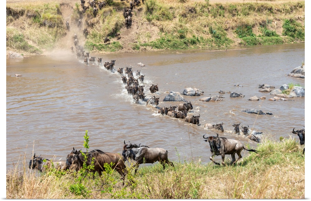 Wildebeests frantically crossing the Mara river in the Serengeti Tanzania during the great migration.