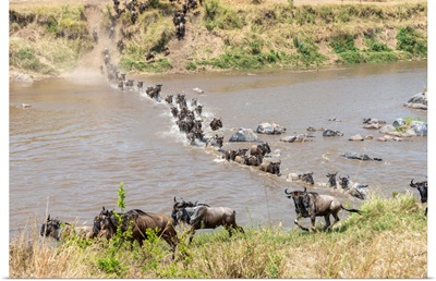 Wildebeest Crossing The Mara