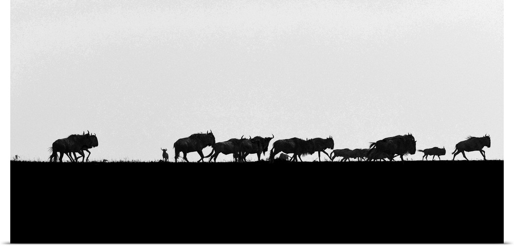 Wildebeests on the horizon during the great migration in Tanzania, Africa.
