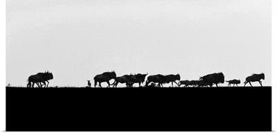 Wildebeests Silhouetted