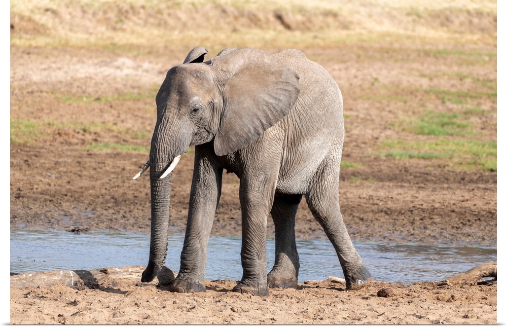 A young elephant in Tanzania, Africa