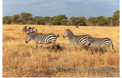 Zebra And Wildebeests In The Serengeti