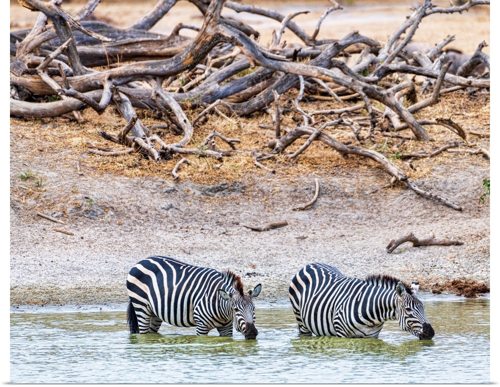 Zebra get water and cool down at a watering hole, Tanzania, Africa.