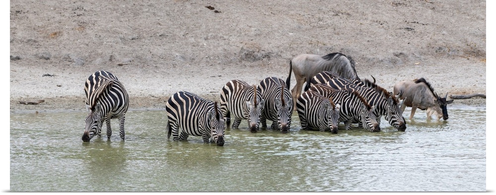 Zebra get water and cool down at a watering hole, Tanzania, Africa.