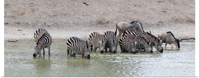 Zebra At The Watering Hole