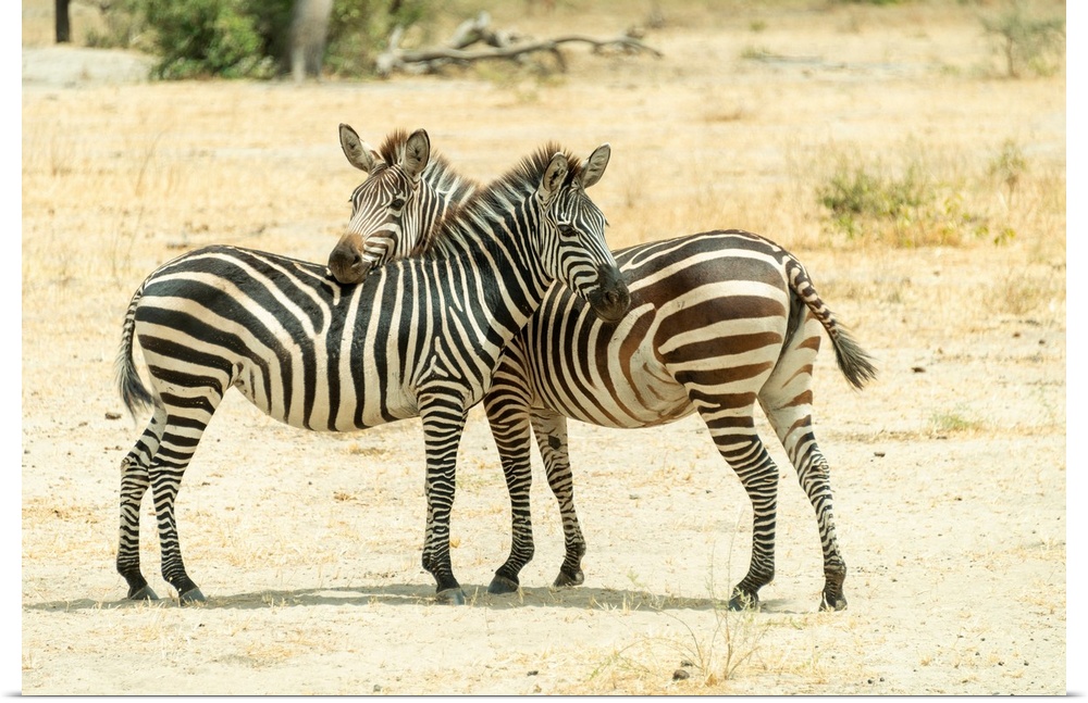 Two zebra standing close in protective stance. You watch for me, I watch for you.