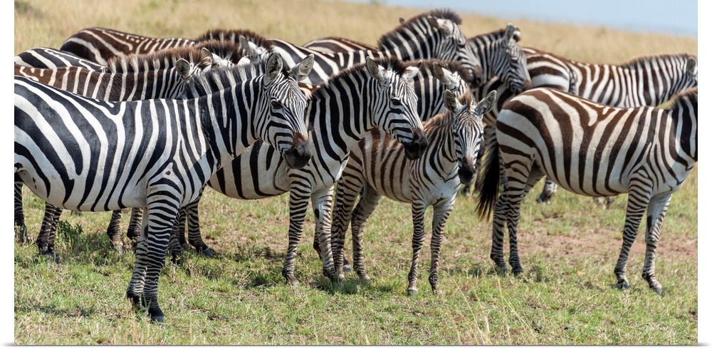 Many zebra grazing on tall grasses in the Maasai Mara National Park, Kenya, Africa.