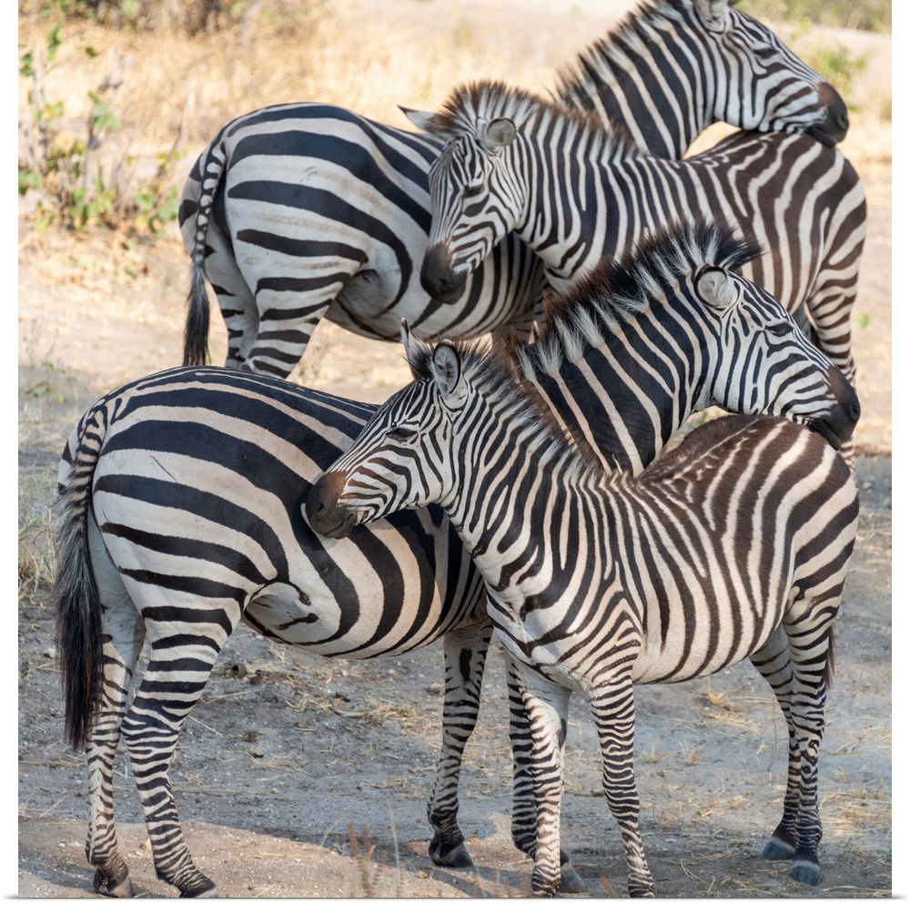 Several zebra in Taranguire National Park, Tanzania, Africa