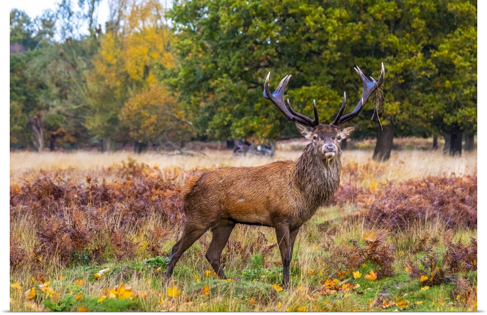 A alpha male stag posing for the camera.