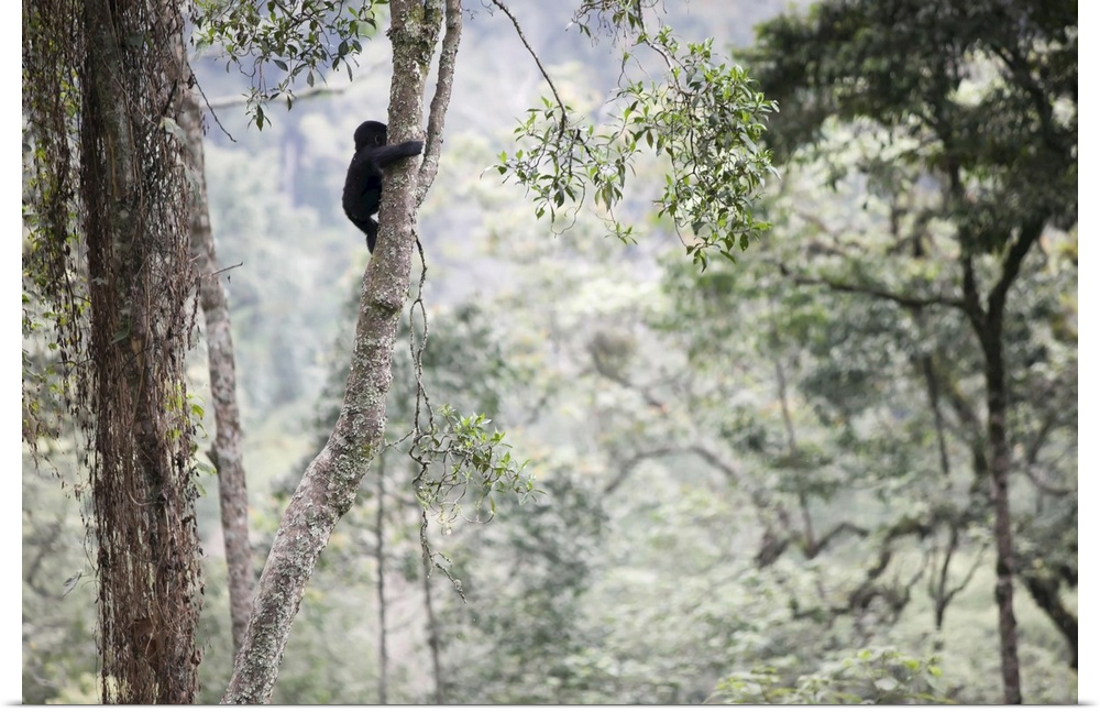 A baby gorilla climbs a tall tree in the impenetrable forest, Bwindi Impenetrable National Park, Uganda