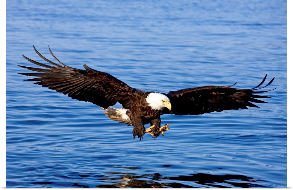 Landscape photograph of a bald eagle in Southeast Alaska, soaring toward the water with extended talons to catch a fish.
