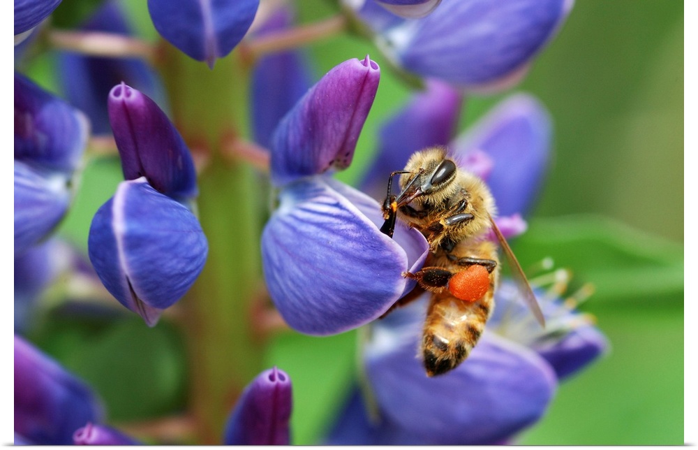 A bee visiting a lupine (Lupinus) flower in the springtime. The orange wad of pollen in the bee's pollen basket is from lu...