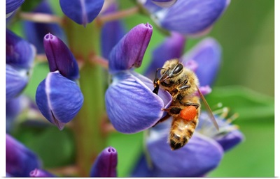 A Bee Visiting A Lupine Flower In The Springtime, Arlington, Massachusetts