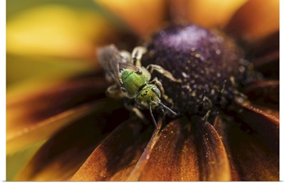 A Bicolored, Striped-Sweat Bee Pollinates Black-Eyed Susan Blossoms, Astoria, Oregon