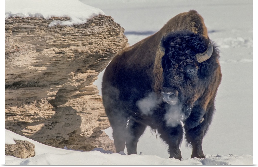 A bison bull (Bison bison) soaks up the winter sun standing near a travertine rock to block the wind, close to the sunny s...