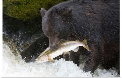A Black Bear Catches A Pink Salmon Along A Stream In Alaska's Tongass Forest