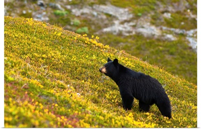 A black bear foraging for berries on a hillside near the Harding Icefield Trail