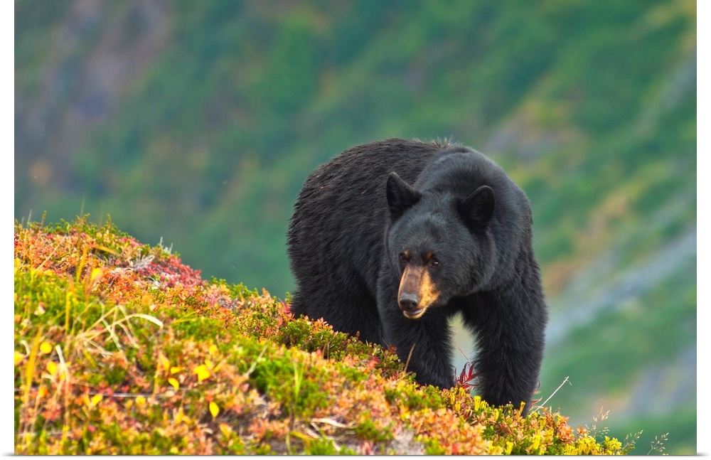 A black bear foraging for berries near the Harding Icefield Trail at Exit Glacier on a fall day in Kenai Fjords National P...