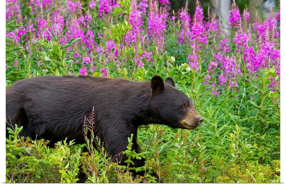 A Black Bear searches for berries along the Tatshenshini River, not far from the Alaska Highway in Canada's Yukon Territor...