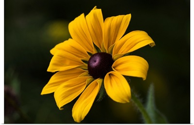 A Black-Eyed Susan Blooms In A Flower Garden In Summertime, Astoria, Oregon
