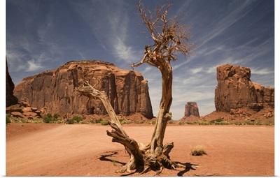 A Blasted Tree In The North Window Of Monument Valley