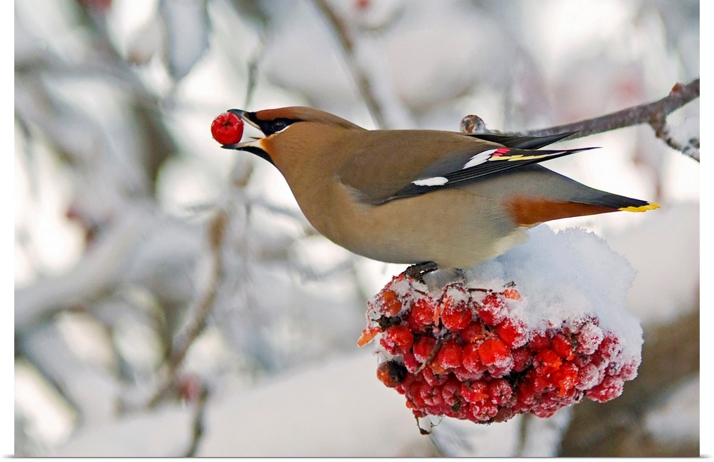 Landscape photograph on a large canvas of a Bohemian waxwing bird feeding on mountain ash berries as he perches on a snow ...
