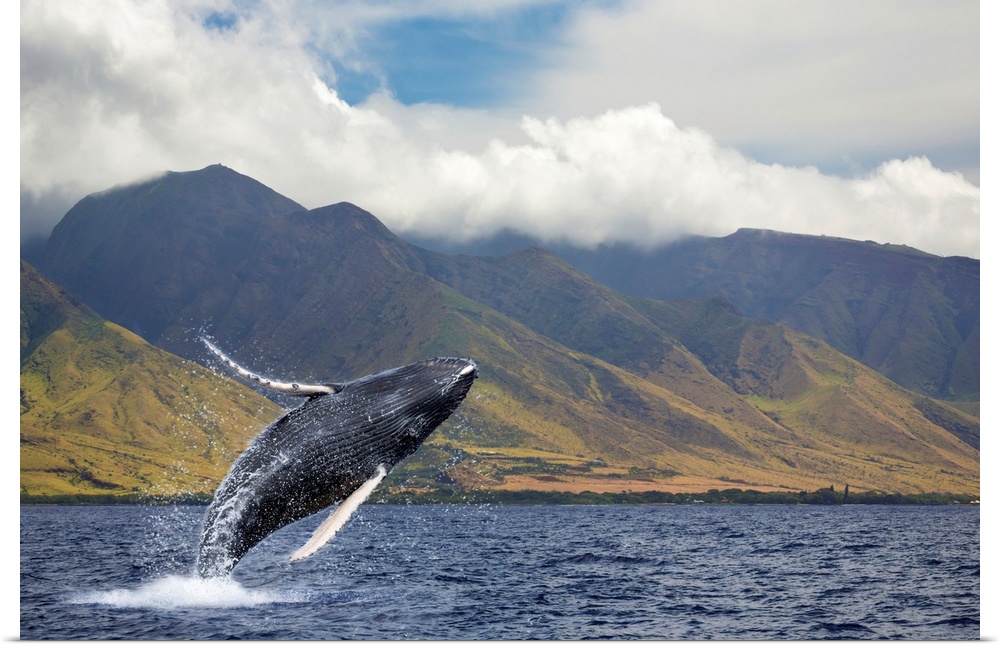 A breaching humpback whale (Megaptera novaeangliae) off the West side of the island of Maui. Maui, Hawaii, United States o...