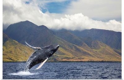 A breaching humpback whale off the West side of the island of Maui, Maui, Hawaii