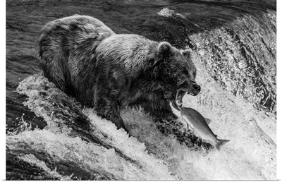 A Brown Bear About To Catch A Salmon In Its Mouth At The Top Of Brooks Falls, Alaska