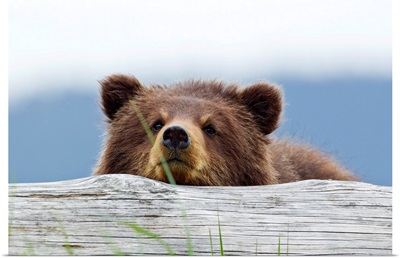 A brown bear cub rests its head on a log