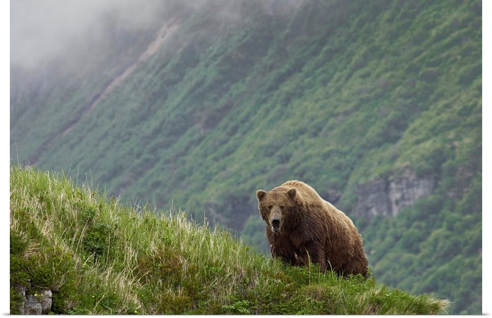 A large brown bear stands on the edge of a cliff with a massive view of another cliff behind it.
