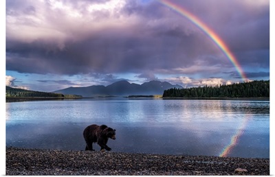 A Brown Bear Walks The Shoreline At Pack Creek, Rainbow, Tongass National Forest, Alaska