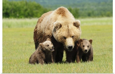 A Brown Grizzly Bear With Cubs; Alaska, United States Of America