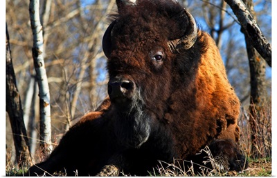 A Buffalo Resting