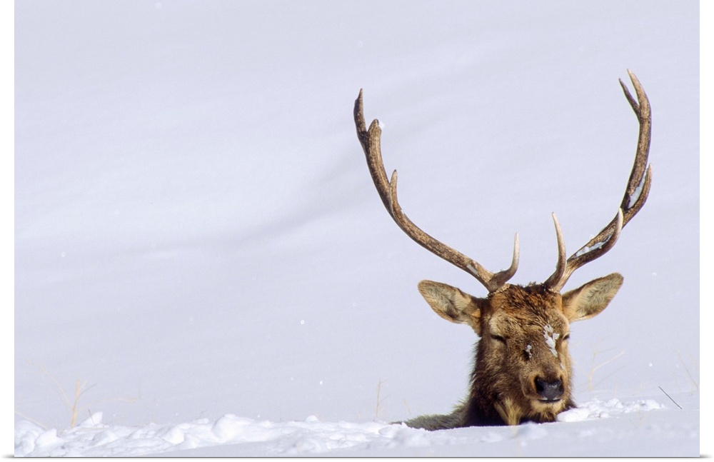 A bull elk (Cervus canadensis) negotiates deep snow on the Blacktail Plateau in Yellowstone National Park, Wyoming, United...