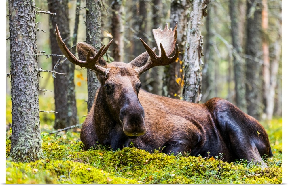 A bull moose (alces alces) resting in a forest on fort Greely, Alaska, united states of America.