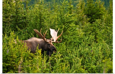 A bull moose in rut standing in a wooded area near Powerline Pass in Chugach State Park