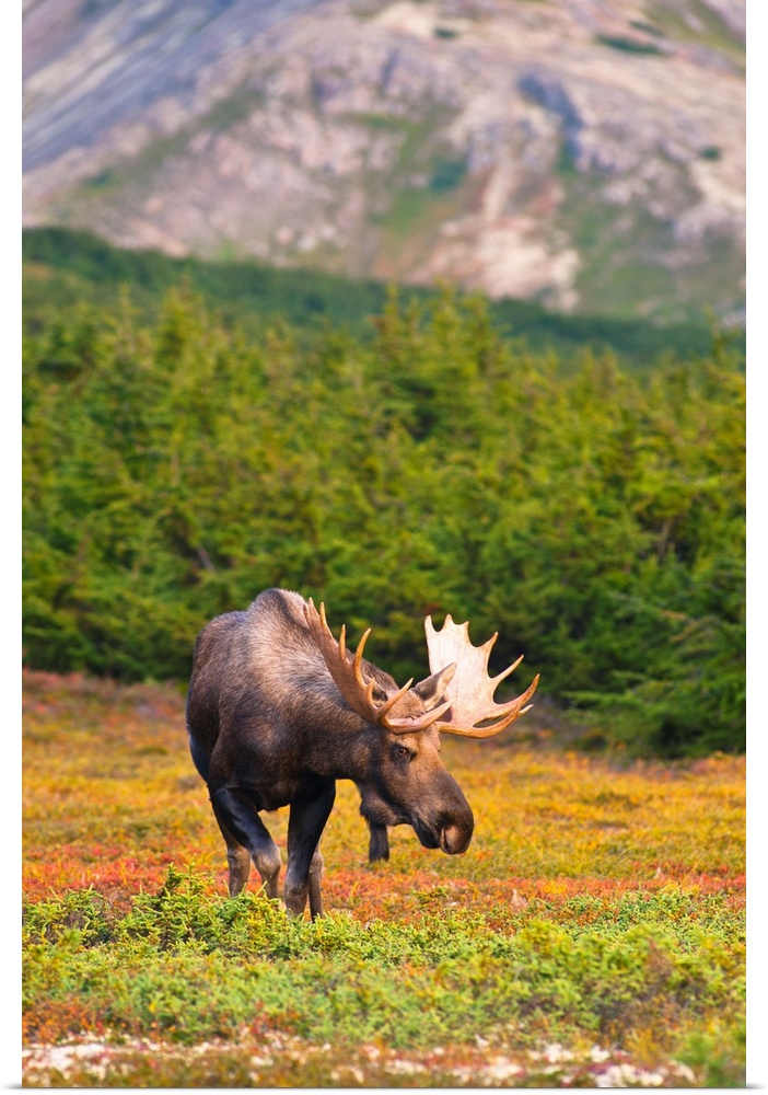 A bull moose in rut standing on tundra in front of a wooded area near Powerline Pass in Chugach State Park on a fall day. ...