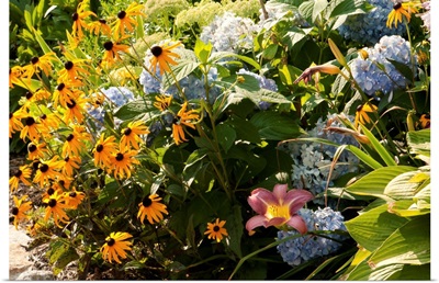 A Cape Cod garden with black-eyed susans, hydrangeas and lilies.; Sandwich, Cape Cod, Massachusetts.