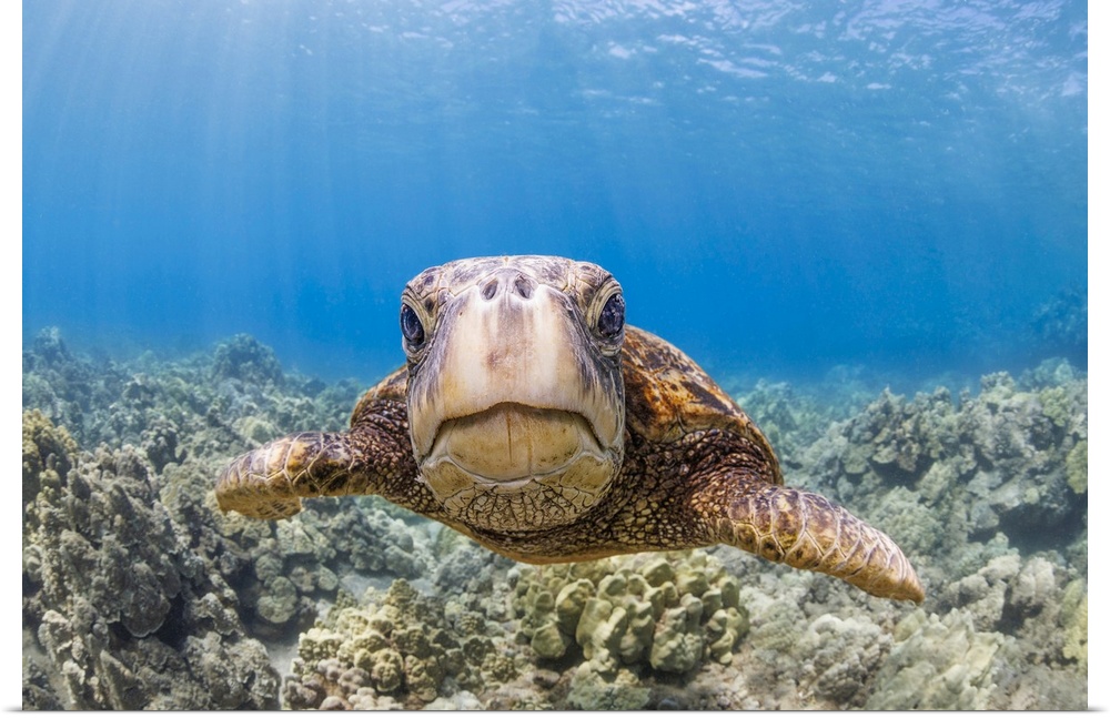 A close look at a green sea turtle (chelonia mydas) an endangered species, Hawaii, united states of America.