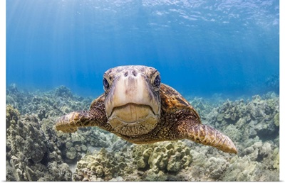 A Close Look At A Green Sea Turtle (Chelonia Mydas) An Endangered Species, Hawaii