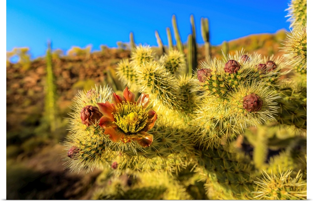 A close up of cactus flower of the jumping choola in Valle de Los Cirios, Fauna and Flora Protected area on the Baja Penin...