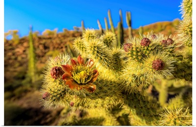 A Close Up Of Cactus Flower Of The Jumping Choola In Valle De Los Cirios