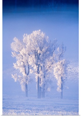 A Cluster Of Cottonwoods Covered In Frost, Lamar Valley, Yellowstone National Park