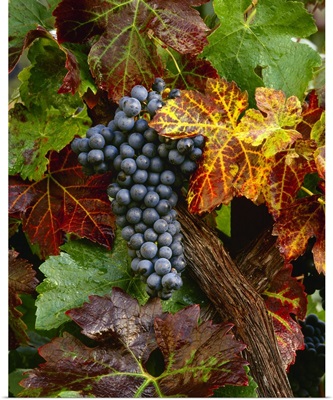 A cluster of mature, harvest ready Zinfandel wine grapes on the vine