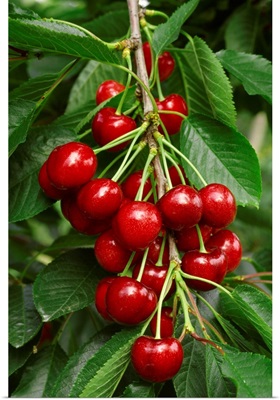 A cluster of ripe Bing cherries on the tree, ready for harvest