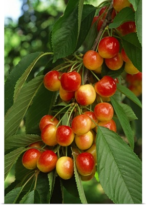A cluster of ripe Rainier cherries on the tree, ready for harvest