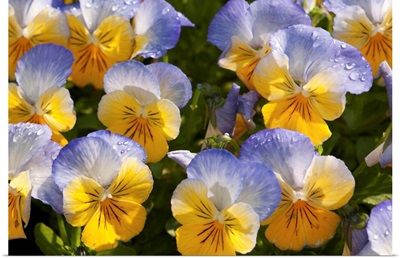 A cluster of yellow and blue pansies, Viola species, with raindrops.; Longwood Gardens, Pennsylvania.