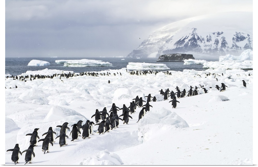 A colony of adelie penguins on an icy beach.