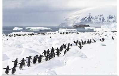 A Colony Of Adelie Penguins On An Icy Beach